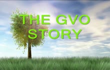 GVO story